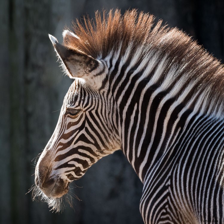 Sigma 500mm f/4 DG HSM OS Sports Lens Review: Beastly Performance for Wildlife Photographers