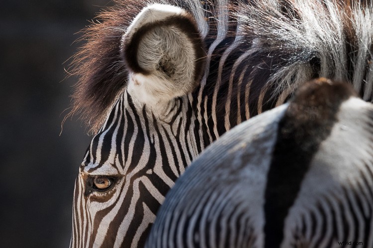 Sigma 500mm f/4 DG HSM OS Sports Lens Review: Beastly Performance for Wildlife Photographers