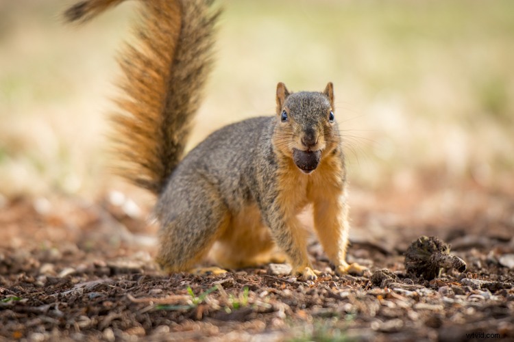 ISO Invariance Explained: Rethinking the Exposure Triangle in Modern Photography