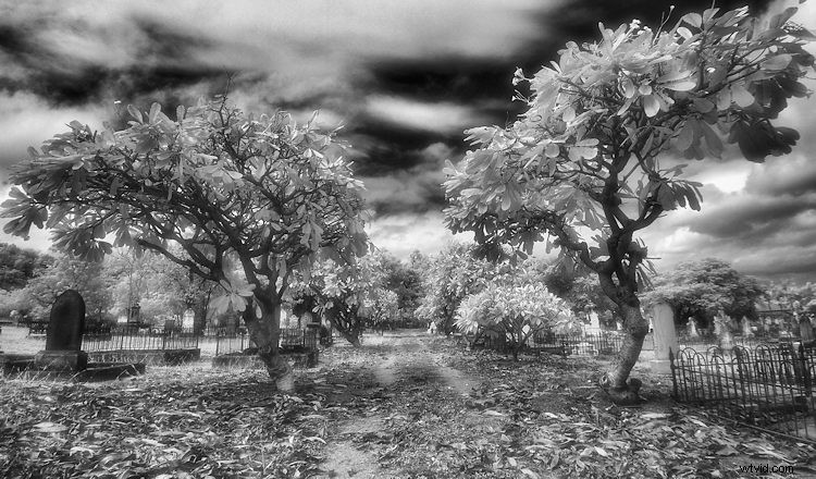 Elevate Black & White Photos: Master Infrared Photography Techniques