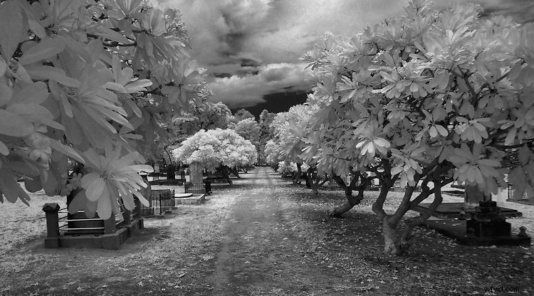 Elevate Black & White Photos: Master Infrared Photography Techniques