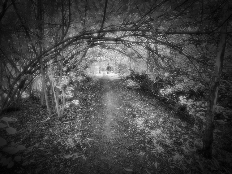 Elevate Black & White Photos: Master Infrared Photography Techniques