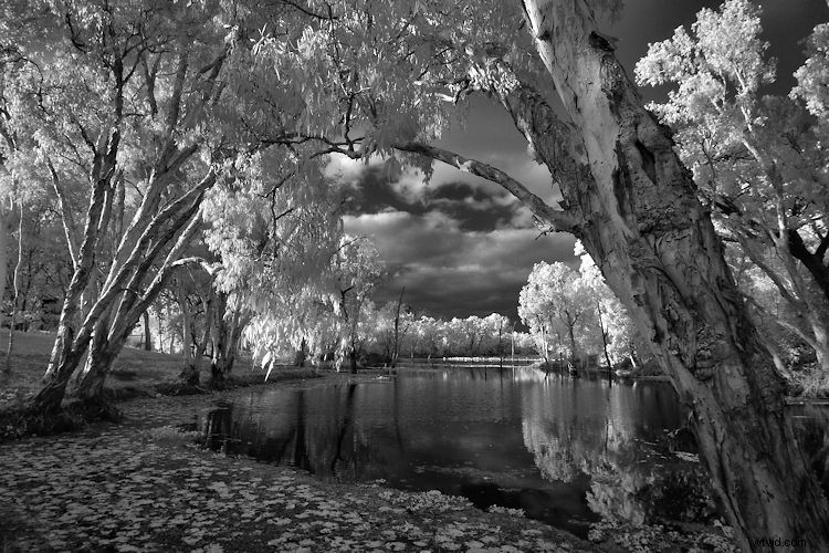 Elevate Black & White Photos: Master Infrared Photography Techniques