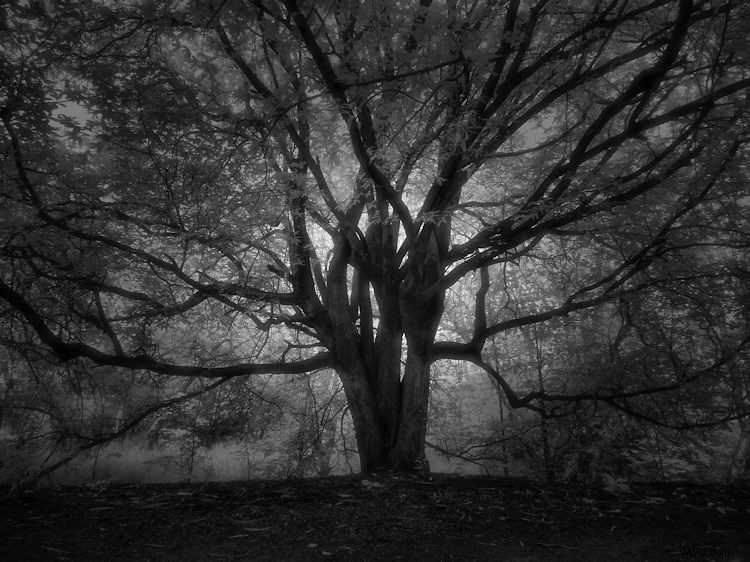 Elevate Black & White Photos: Master Infrared Photography Techniques