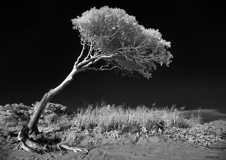 Elevate Black & White Photos: Master Infrared Photography Techniques