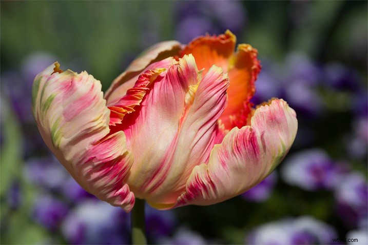 Expert Tips for Capturing Stunning Flower Photographs