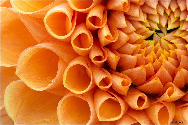 Expert Tips for Capturing Stunning Flower Photographs
