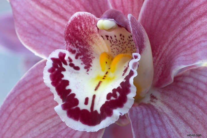 Expert Tips for Capturing Stunning Flower Photographs