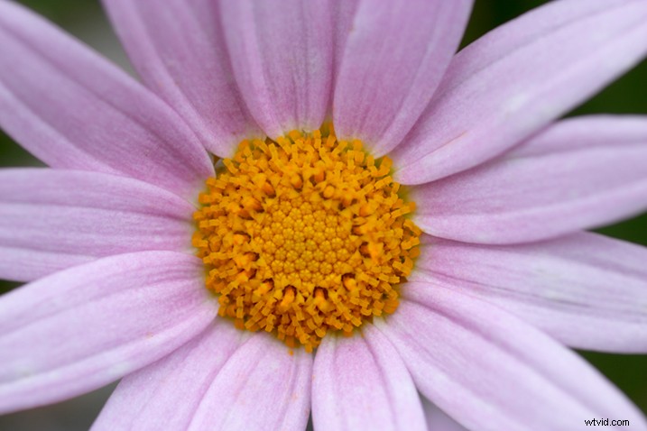 Expert Tips for Capturing Stunning Flower Photographs