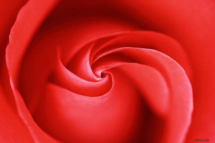 Expert Tips for Capturing Stunning Flower Photographs