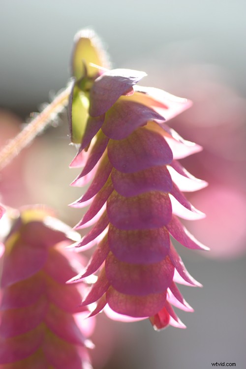 Expert Tips for Capturing Stunning Flower Photographs
