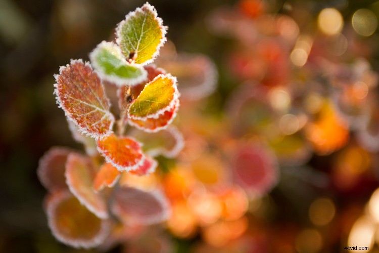 Master White Balance: Unlock Creative Power in Your Photography