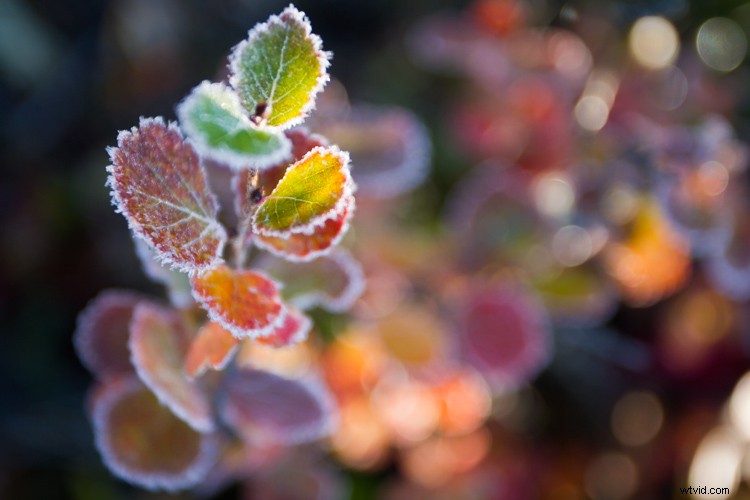 Master White Balance: Unlock Creative Power in Your Photography