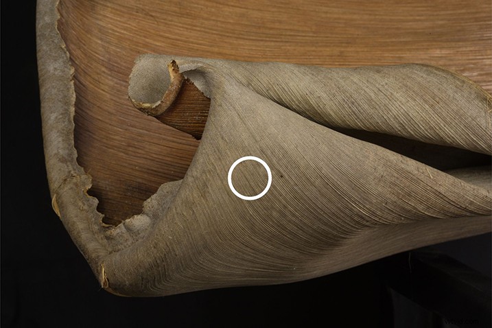 Expert Guide: Post-Processing Focus Stacked Images in Lightroom & Photoshop