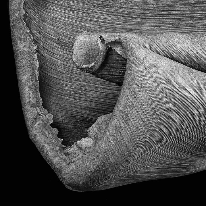 Expert Guide: Post-Processing Focus Stacked Images in Lightroom & Photoshop