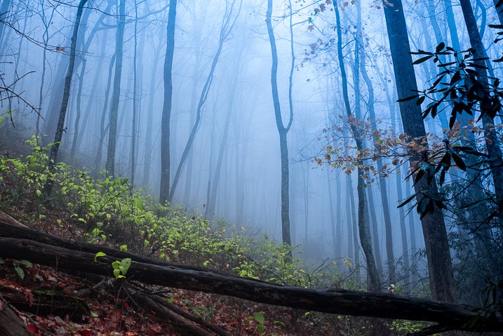 Create a Magical Dream Forest in Adobe Photoshop: Expert Step-by-Step Tutorial