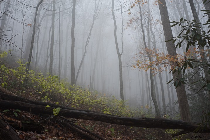 Create a Magical Dream Forest in Adobe Photoshop: Expert Step-by-Step Tutorial