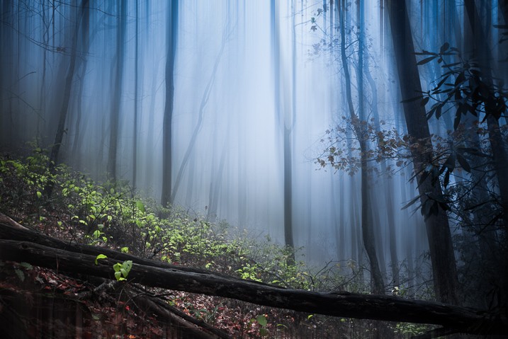 Create a Magical Dream Forest in Adobe Photoshop: Expert Step-by-Step Tutorial