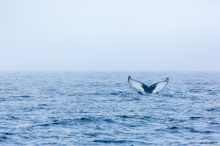 Expert Tips for Overcoming 4 Tricky Photography Challenges: What Would You Do?