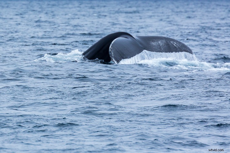 Expert Tips for Overcoming 4 Tricky Photography Challenges: What Would You Do?