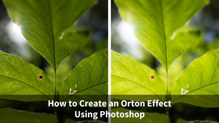 Master the Dreamy Orton Effect in Photoshop: Step-by-Step Guide