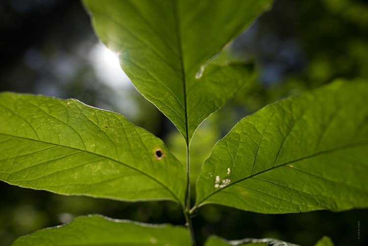 Master the Dreamy Orton Effect in Photoshop: Step-by-Step Guide