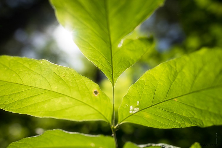 Master the Dreamy Orton Effect in Photoshop: Step-by-Step Guide