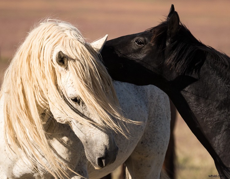 Master Photoshop s Spot Healing Brush: Quick, Pro Spot Removal Technique