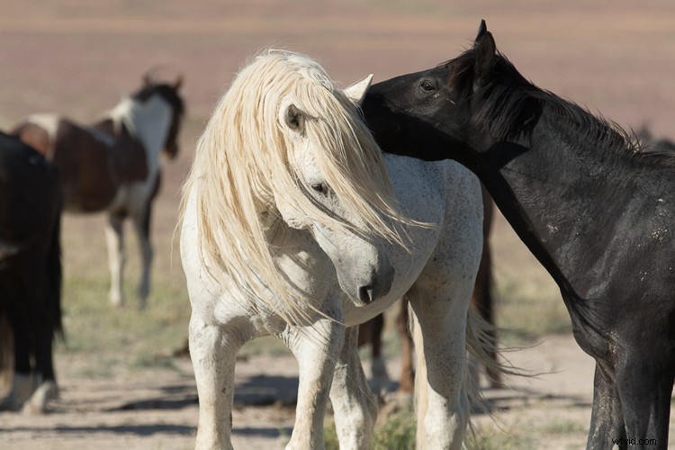 Master Photoshop s Spot Healing Brush: Quick, Pro Spot Removal Technique