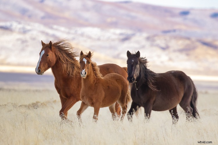 Luminar for Beginners: Step-by-Step Guide to Macphun s Photo Editor