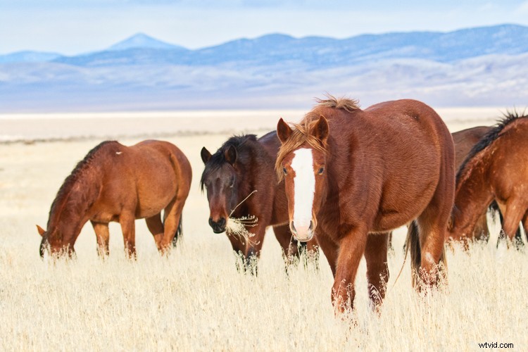 Luminar for Beginners: Step-by-Step Guide to Macphun s Photo Editor