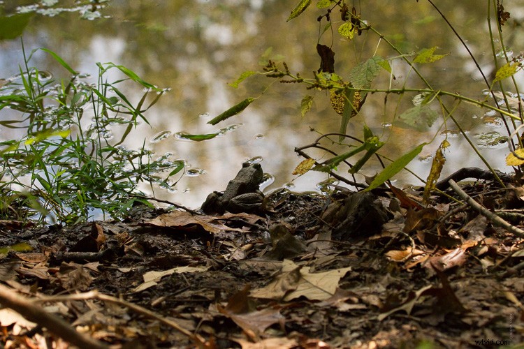 Sigma 100-400mm f/5-6.3 DG OS HSM Contemporary Lens Review: Expert Insights & Performance