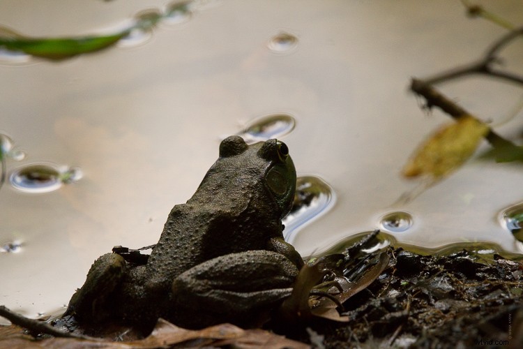 Sigma 100-400mm f/5-6.3 DG OS HSM Contemporary Lens Review: Expert Insights & Performance