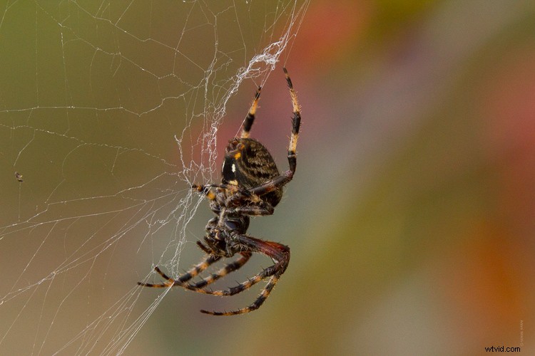 Sigma 100-400mm f/5-6.3 DG OS HSM Contemporary Lens Review: Expert Insights & Performance