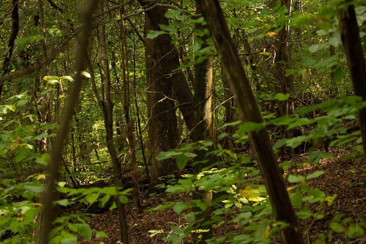 Sigma 100-400mm f/5-6.3 DG OS HSM Contemporary Lens Review: Expert Insights & Performance