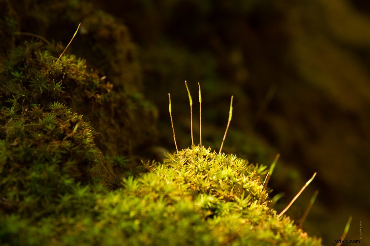 Sigma 100-400mm f/5-6.3 DG OS HSM Contemporary Lens Review: Expert Insights & Performance