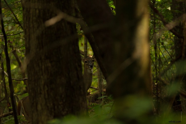 Sigma 100-400mm f/5-6.3 DG OS HSM Contemporary Lens Review: Expert Insights & Performance