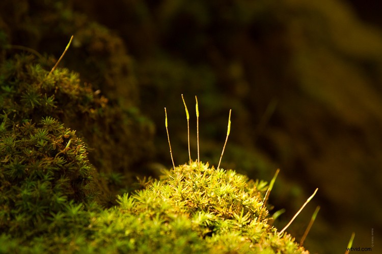 Sigma 100-400mm f/5-6.3 DG OS HSM Contemporary Lens Review: Expert Insights & Performance