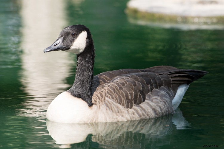 Master Highlight-Weighted Metering: Achieve Perfect Exposures in Photography