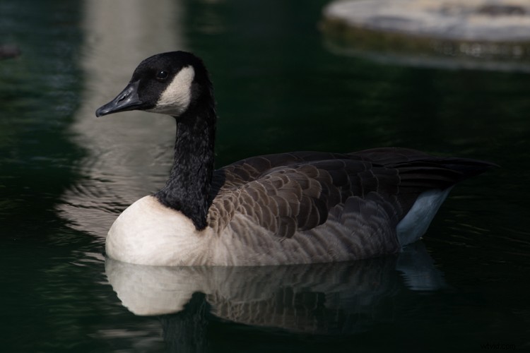 Master Highlight-Weighted Metering: Achieve Perfect Exposures in Photography