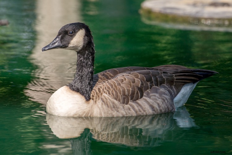 Master Highlight-Weighted Metering: Achieve Perfect Exposures in Photography