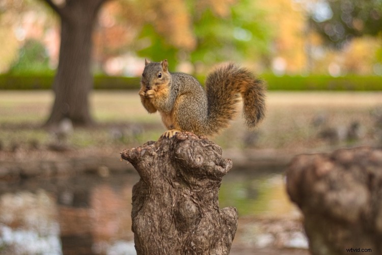 Master One-Click Presets in Luminar: Create, Edit & Share Like a Pro