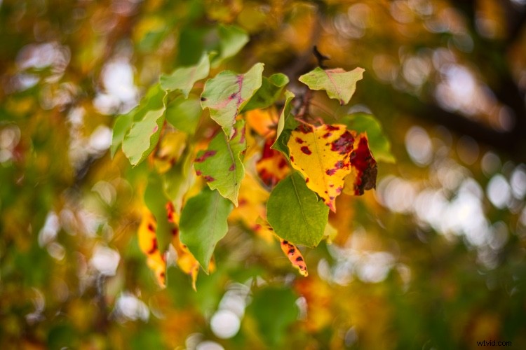 Master One-Click Presets in Luminar: Create, Edit & Share Like a Pro