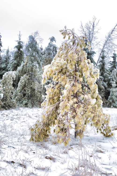 Effortlessly Enhance Holiday Photos with Luminar’s Accent AI Filter: Quick Guide