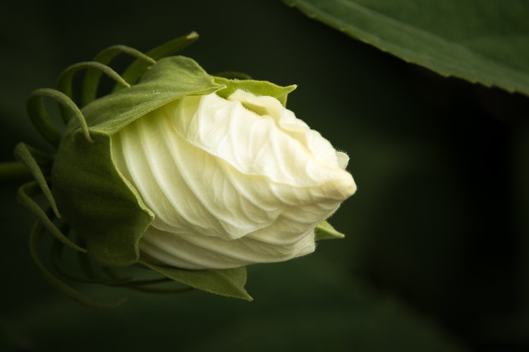 Tamron 18-400mm f/3.5-6.3 Di II VC HLD Review: Ultimate All-in-One Superzoom Lens