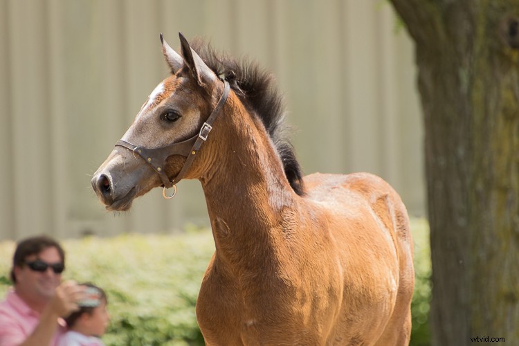 Tamron 18-400mm f/3.5-6.3 Di II VC HLD Review: Ultimate All-in-One Superzoom Lens