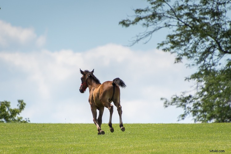 Tamron 18-400mm f/3.5-6.3 Di II VC HLD Review: Ultimate All-in-One Superzoom Lens