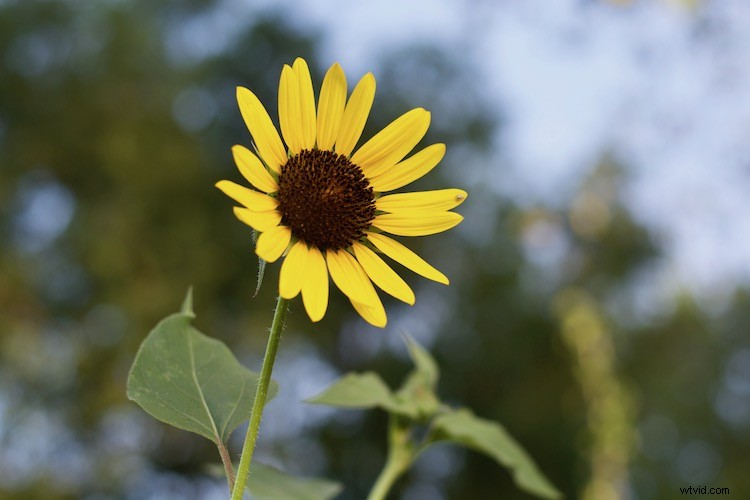 Apple Photos: The Underrated Powerhouse for Professional Photo Editing