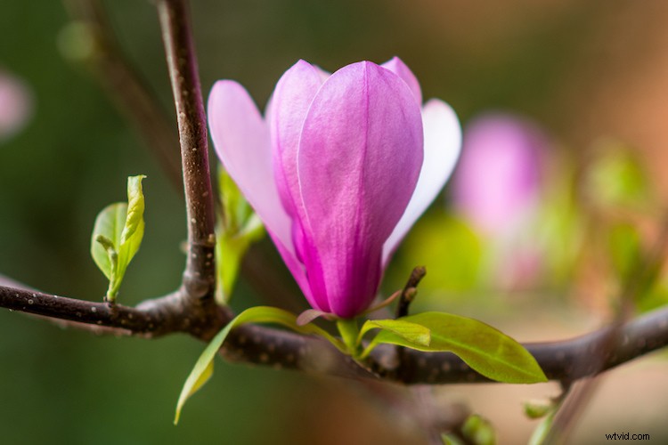 Embrace Failure: How Learning from Mistakes Accelerates Your Photography Growth