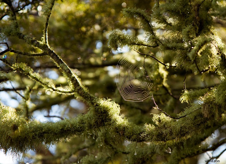 Essential Composition Checklist for Beginner Photographers